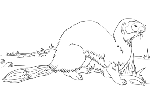 Black Footed Ferret Or American Polecat Coloring Page